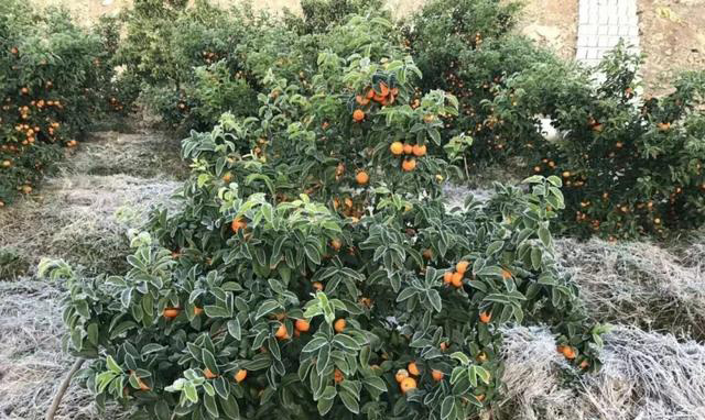 柑橘种植常用防冻剂的种类