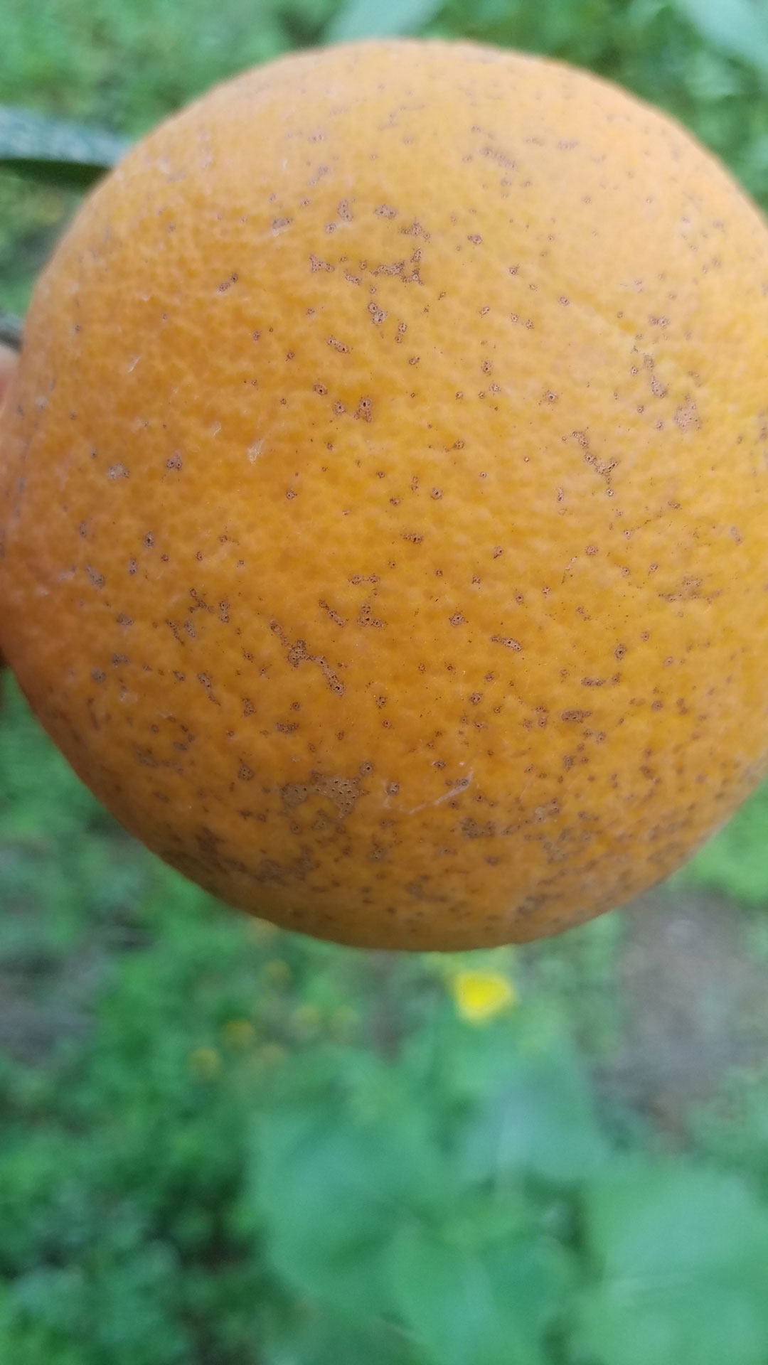 柑橘砂皮病树脂病高清图片